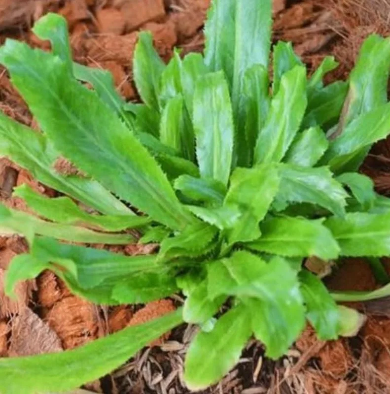 Culantro Live Plant – 4 inch Pot – Culinary Herb for Home Gardens - Image 1