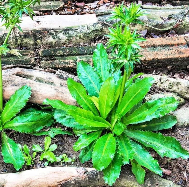 Culantro Live Plant – 4-inch Tall Culinary Herb – 3.5-inch Pot – Indoor/Outdoor - Image 1