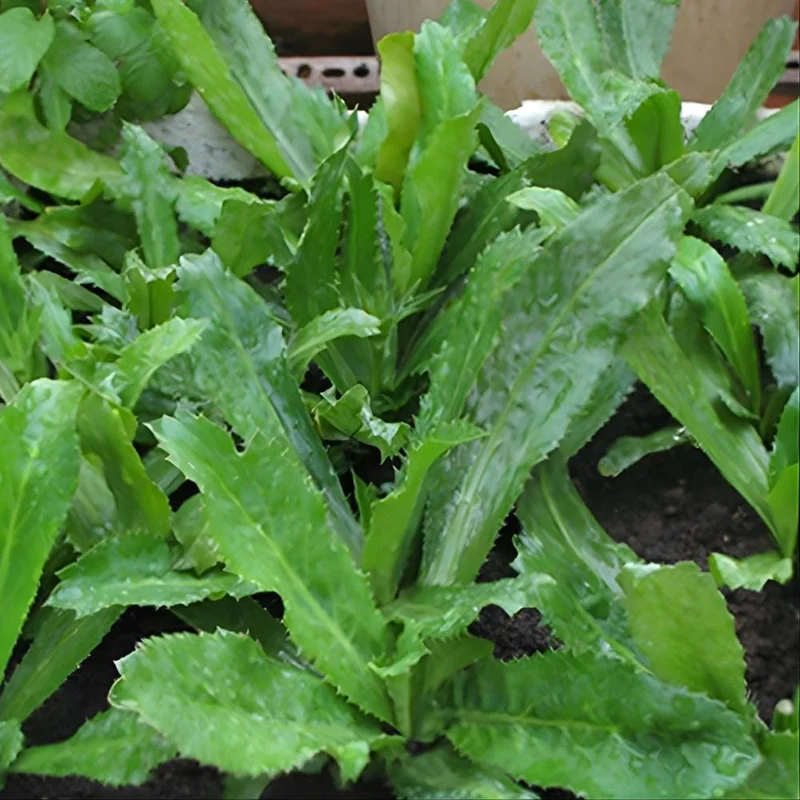 Culantro Live Plant - Eryngium Foetidum - Herbal, 4 Inches Tall Culantro Live Plant - Eryngium Foetidum - Herbal, 4 Inches Tall - Image 2