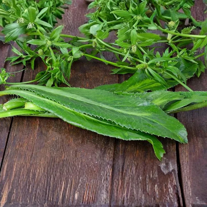 Culantro Live Plant - Eryngium Foetidum - Herbal, 4 Inches Tall Culantro Live Plant - Eryngium Foetidum - Herbal, 4 Inches Tall - Image 3