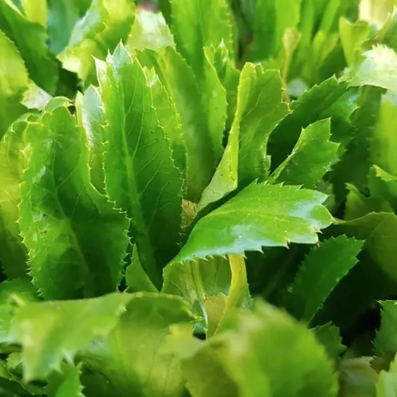 Culantro Live Plant - Eryngium Foetidum - Herbal, 4 Inches Tall Culantro Live Plant - Eryngium Foetidum - Herbal, 4 Inches Tall - Image 4