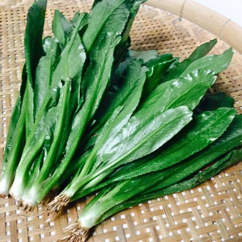 Culantro Live Plant - Eryngium Foetidum - Herbal, 4 Inches Tall Culantro Live Plant - Eryngium Foetidum - Herbal, 4 Inches Tall - Image 5