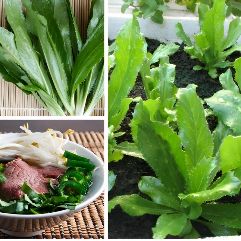 Culantro Live Plant - Eryngium Foetidum - Herbal, 4 Inches Tall Culantro Live Plant - Eryngium Foetidum - Herbal, 4 Inches Tall - Image 7