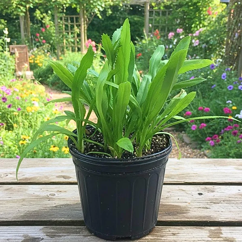 Culantro Live Plant - Eryngium Foetidum - Herbal, 4 Inches Tall Culantro Live Plant - Eryngium Foetidum - Herbal, 4 Inches Tall - Image 8