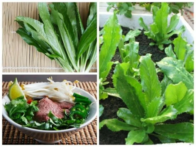 Culantro Recao Seeds - Non-GMO Ngo Gai Herb Seeds for Sofrito & Pho, Easy Grow - Image 2