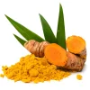 Curcuma Turmeric Roots - Ready to Plant (Pack of 15) for Container Gardens - Image 1
