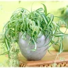 Curly Spider Plant Bonnie Live Plant – Chlorophytum Comosum – 4" Pot – Air Purifying Indoor Houseplant - Image 1