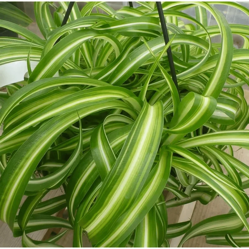 Curly Spider Plant Bonnie Live Plant – Chlorophytum Comosum – 4" Pot – Air Purifying Indoor Houseplant Curly Spider Plant Bonnie Live Plant – Chlorophytum Comosum – 4" Pot – Air Purifying Indoor Houseplant - Image 2