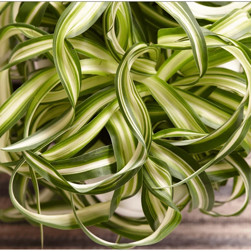 Curly Spider Plant Bonnie Live Plant – Chlorophytum Comosum – 4" Pot – Air Purifying Indoor Houseplant Curly Spider Plant Bonnie Live Plant – Chlorophytum Comosum – 4" Pot – Air Purifying Indoor Houseplant - Image 3