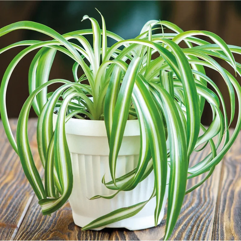 Curly Spider Plant Bonnie Live Plant – Chlorophytum Comosum – 4" Pot – Air Purifying Indoor Houseplant Curly Spider Plant Bonnie Live Plant – Chlorophytum Comosum – 4" Pot – Air Purifying Indoor Houseplant - Image 4