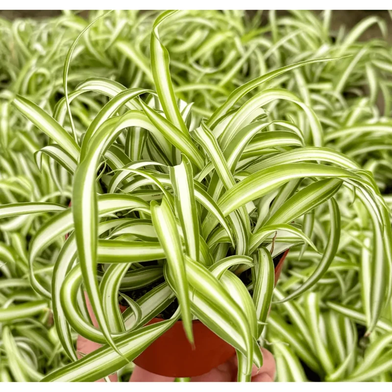 Curly Spider Plant Bonnie Live Plant – Chlorophytum Comosum – 4" Pot – Air Purifying Indoor Houseplant Curly Spider Plant Bonnie Live Plant – Chlorophytum Comosum – 4" Pot – Air Purifying Indoor Houseplant - Image 5