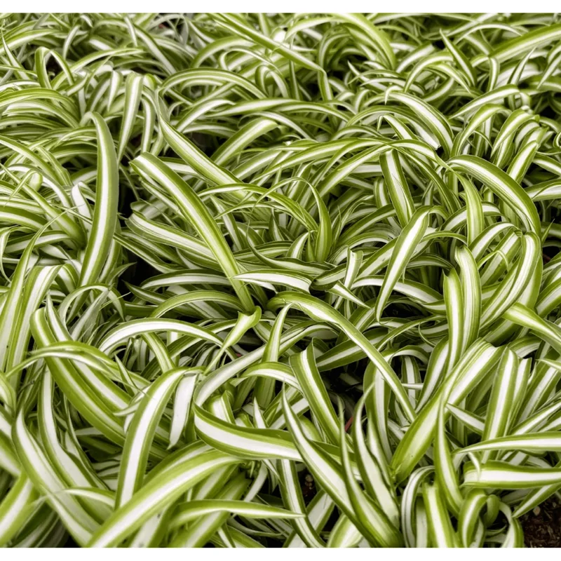 Curly Spider Plant Bonnie Live Plant – Chlorophytum Comosum – 4" Pot – Air Purifying Indoor Houseplant Curly Spider Plant Bonnie Live Plant – Chlorophytum Comosum – 4" Pot – Air Purifying Indoor Houseplant - Image 6