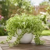 Curly Spider Plant Live - Chlorophytum Comosum, 4-7" Tall, 4" Pot Indoor Houseplant - Image 1