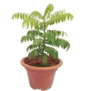 Curry Leaf Live Plant (Gamthi) - 4-6 Inch Tall, 4 Inch Pot, Indoor/Outdoor Herb Curry Leaf Live Plant (Gamthi) - 4-6 Inch Tall, 4 Inch Pot, Indoor/Outdoor Herb - Image 1