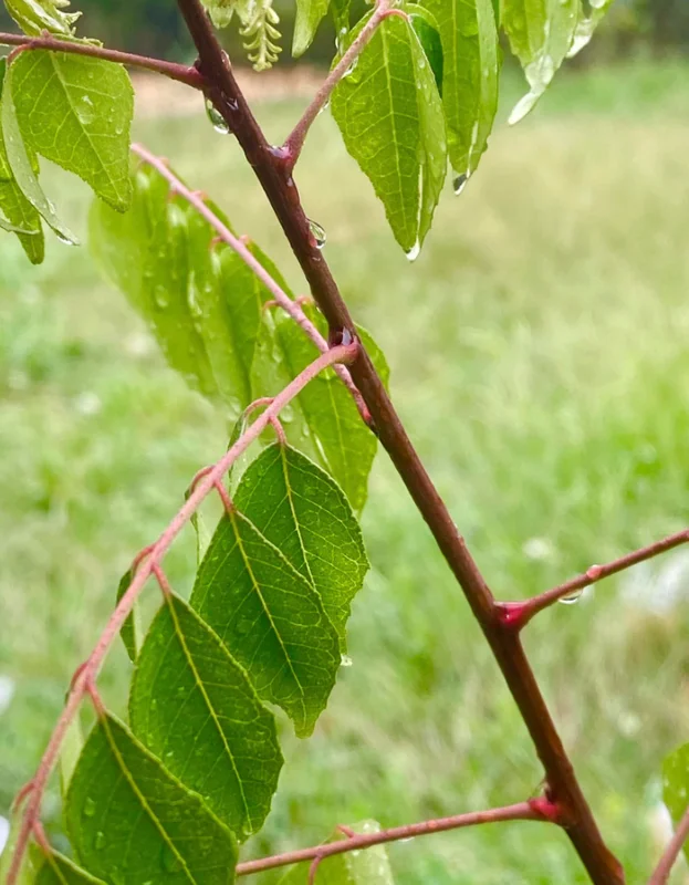 Curry Leaf Live Plant (Gamthi) - 4-6 Inch Tall, 4 Inch Pot, Indoor/Outdoor Herb Curry Leaf Live Plant (Gamthi) - 4-6 Inch Tall, 4 Inch Pot, Indoor/Outdoor Herb - Image 2