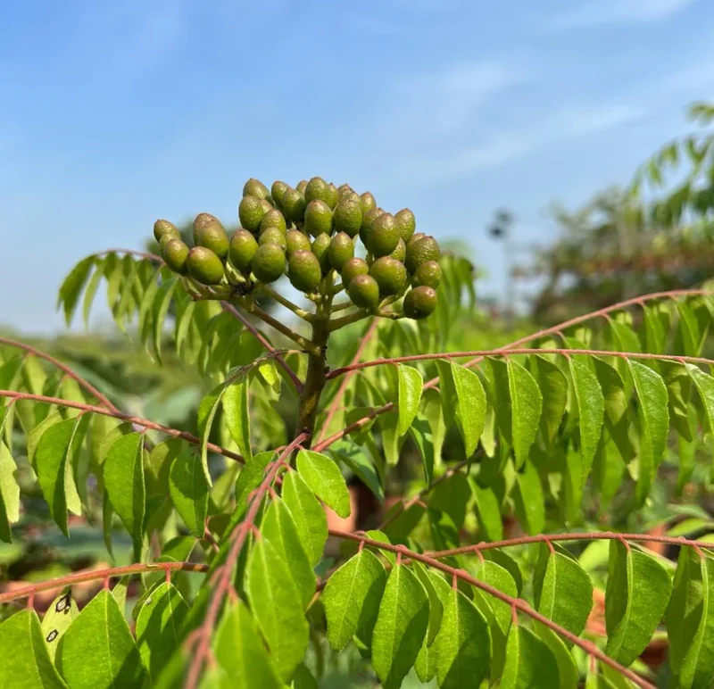 Curry Leaf Live Plant (Gamthi) - 4-6 Inch Tall, 4 Inch Pot, Indoor/Outdoor Herb Curry Leaf Live Plant (Gamthi) - 4-6 Inch Tall, 4 Inch Pot, Indoor/Outdoor Herb - Image 3