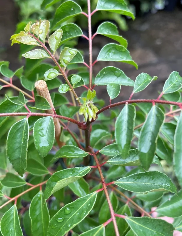 Curry Leaf Live Plant (Gamthi) - 4-6 Inch Tall, 4 Inch Pot, Indoor/Outdoor Herb Curry Leaf Live Plant (Gamthi) - 4-6 Inch Tall, 4 Inch Pot, Indoor/Outdoor Herb - Image 6