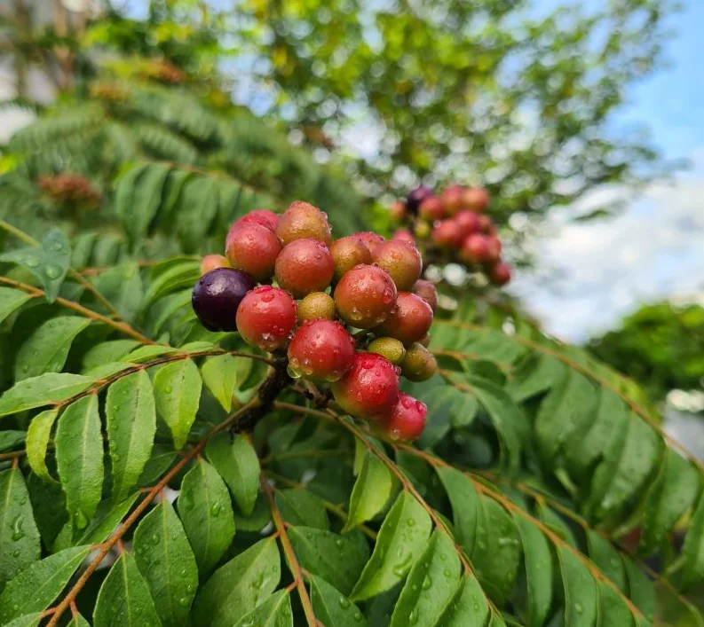Curry Leaf Live Plant (Gamthi) - 4-6 Inch Tall, 4 Inch Pot, Indoor/Outdoor Herb Curry Leaf Live Plant (Gamthi) - 4-6 Inch Tall, 4 Inch Pot, Indoor/Outdoor Herb - Image 7