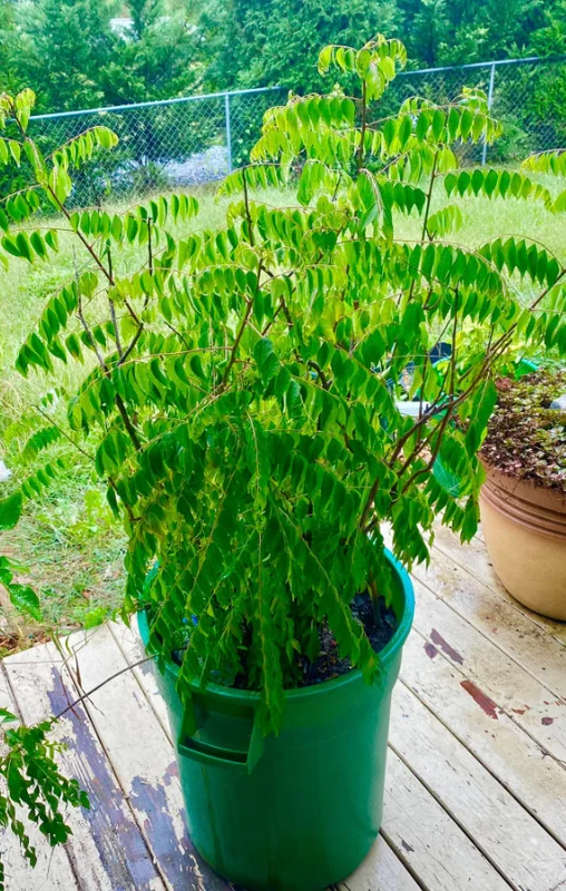 Curry Leaf Live Plant (Gamthi) - 4-6 Inch Tall, 4 Inch Pot, Indoor/Outdoor Herb Curry Leaf Live Plant (Gamthi) - 4-6 Inch Tall, 4 Inch Pot, Indoor/Outdoor Herb - Image 8