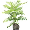 Curry Leaf Live Plant Sweet Neem Tree 18-21 Inch Tall in 1 Gallon Pot - Image 1