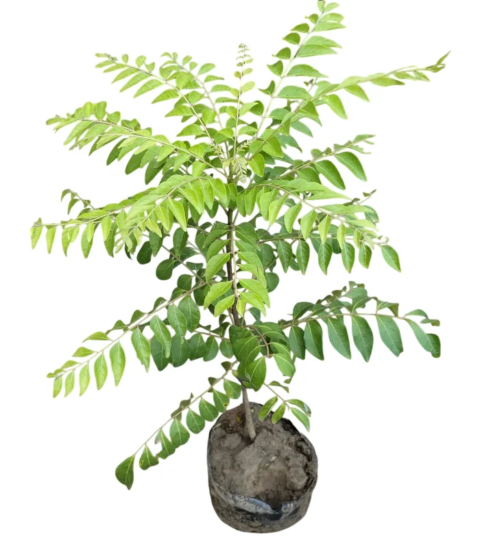 Curry Leaf Live Plant Sweet Neem Tree 18-21 Inch Tall in 1 Gallon Pot Curry Leaf Live Plant Sweet Neem Tree 18-21 Inch Tall in 1 Gallon Pot - Image 1