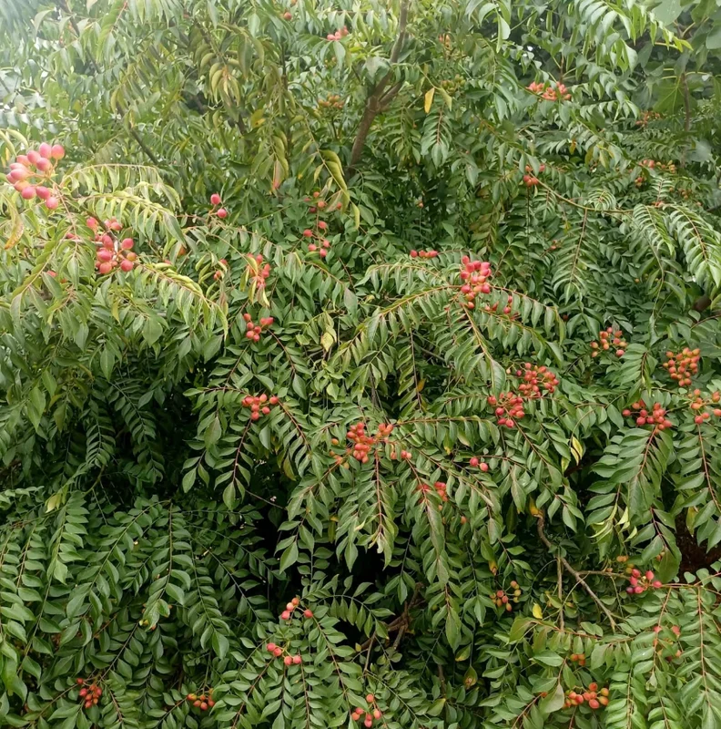 Curry Leaf Live Plant Sweet Neem Tree 18-21 Inch Tall in 1 Gallon Pot Curry Leaf Live Plant Sweet Neem Tree 18-21 Inch Tall in 1 Gallon Pot - Image 3