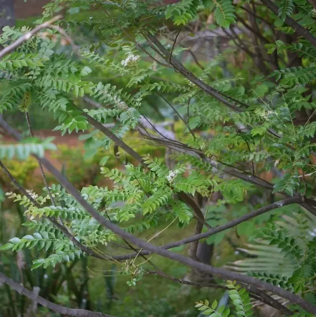 Curry Leaf Live Plant Sweet Neem Tree 18-21 Inch Tall in 1 Gallon Pot Curry Leaf Live Plant Sweet Neem Tree 18-21 Inch Tall in 1 Gallon Pot - Image 6
