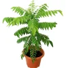 Curry Leaf Live Plant - Sweet Neem Tree, 6-8 Inch Tall in 4 Inch Pot, Indoor/Outdoor Culinary Herb Curry Leaf Live Plant - Sweet Neem Tree, 6-8 Inch Tall in 4 Inch Pot, Indoor/Outdoor Culinary Herb - Image 1