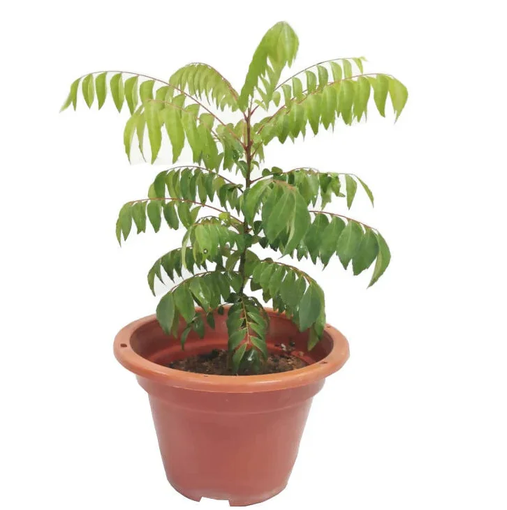 Curry Leaf Live Plant Sweet Neem Tree 7-12 inch Tall 4 inch Pot Indoor/Outdoor Curry Leaf Live Plant Sweet Neem Tree 7-12 inch Tall 4 inch Pot Indoor/Outdoor - Image 2