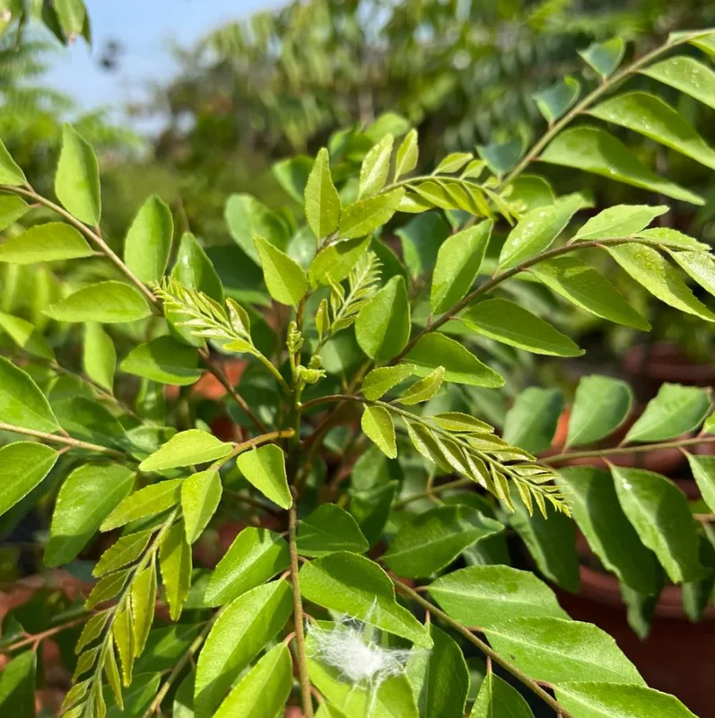 Curry Leaf Live Plant Sweet Neem Tree 7-12 inch Tall 4 inch Pot Indoor/Outdoor Curry Leaf Live Plant Sweet Neem Tree 7-12 inch Tall 4 inch Pot Indoor/Outdoor - Image 5