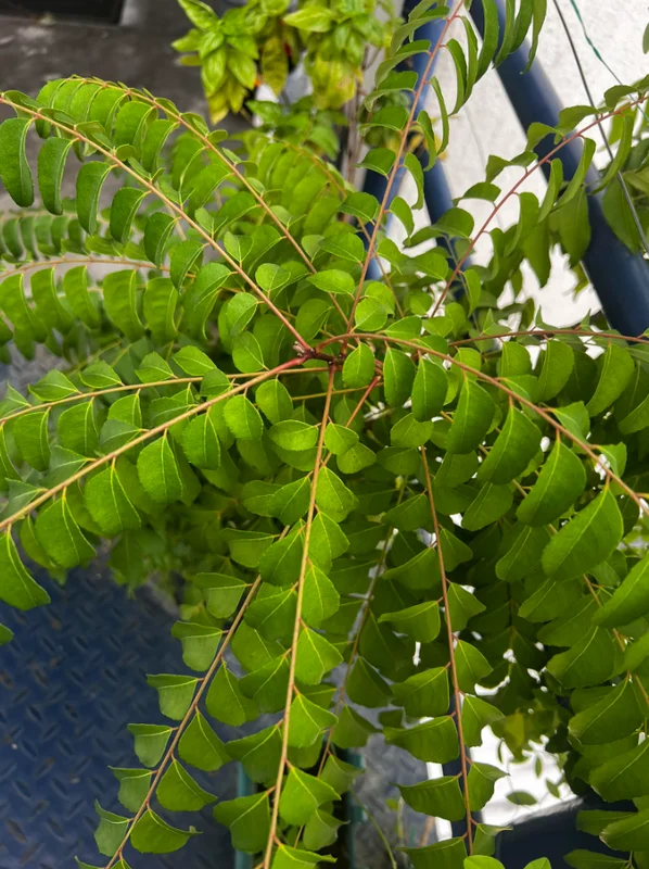 Curry Leaf Live Plant Sweet Neem Tree 7-12 inch Tall 4 inch Pot Indoor/Outdoor Curry Leaf Live Plant Sweet Neem Tree 7-12 inch Tall 4 inch Pot Indoor/Outdoor - Image 1