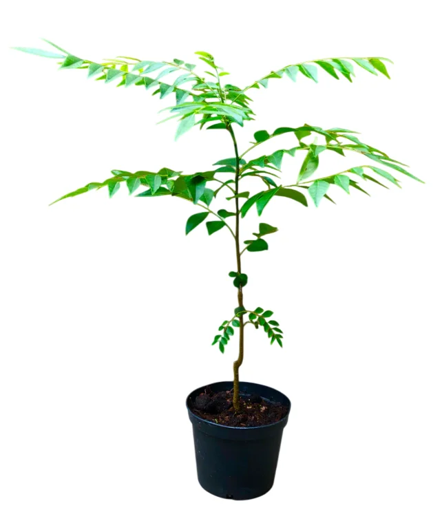 Curry Leaf Live Plant - Sweet Neem Tree, 9-12 Inch, Half Gallon Pot, Indoor/Outdoor Curry Leaf Live Plant - Sweet Neem Tree, 9-12 Inch, Half Gallon Pot, Indoor/Outdoor - Image 2