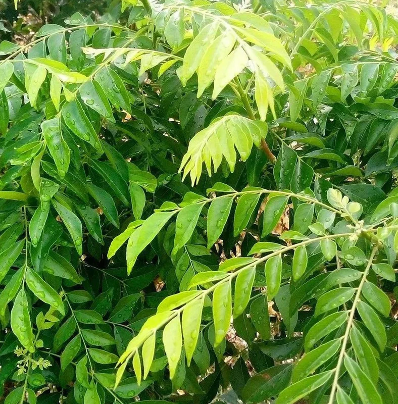 Curry Leaf Live Plant - Sweet Neem Tree, 9-12 Inch, Half Gallon Pot, Indoor/Outdoor Curry Leaf Live Plant - Sweet Neem Tree, 9-12 Inch, Half Gallon Pot, Indoor/Outdoor - Image 6