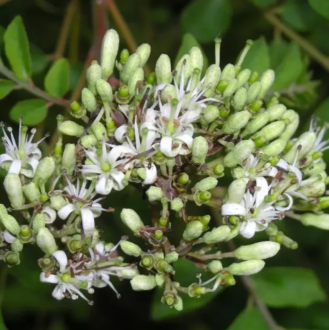 Curry Leaf Live Plant - Sweet Neem Tree, 9-12 Inch, Half Gallon Pot, Indoor/Outdoor Curry Leaf Live Plant - Sweet Neem Tree, 9-12 Inch, Half Gallon Pot, Indoor/Outdoor - Image 7