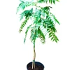 Curry Leaf Live Plant - Sweet Neem Tree, 9-12 Inch, Half Gallon Pot, Indoor/Outdoor Curry Leaf Live Plant - Sweet Neem Tree, 9-12 Inch, Half Gallon Pot, Indoor/Outdoor - Image 1