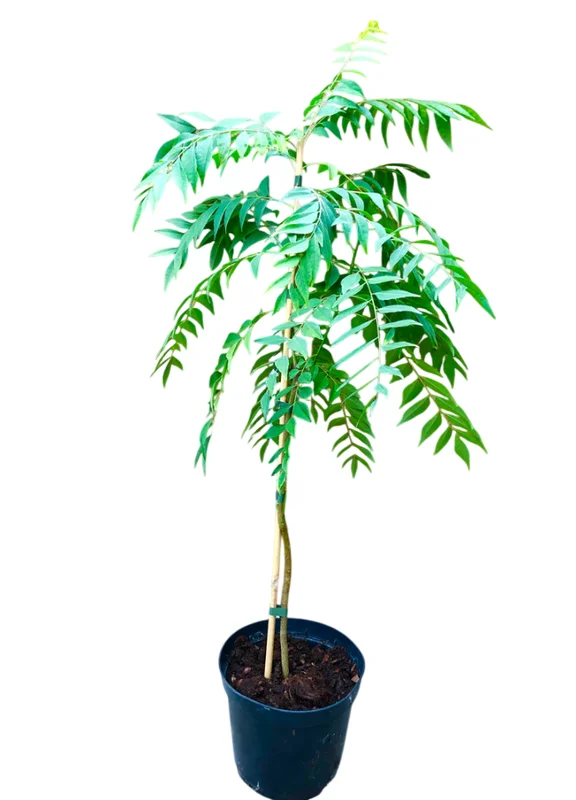 Curry Leaf Live Plant - Sweet Neem Tree, 9-12 Inch, Half Gallon Pot, Indoor/Outdoor Curry Leaf Live Plant - Sweet Neem Tree, 9-12 Inch, Half Gallon Pot, Indoor/Outdoor - Image 1