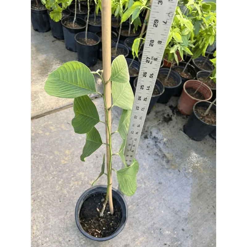 Custard Apple Plant Annona Cherimoya Tree – Tropical Live Plant 1-2 Ft Tall in Gallon Pot Custard Apple Plant Annona Cherimoya Tree – Tropical Live Plant 1-2 Ft Tall in Gallon Pot - Image 2