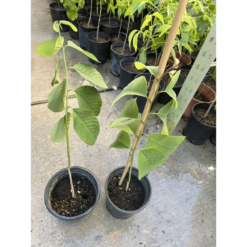 Custard Apple Plant Annona Cherimoya Tree – Tropical Live Plant 1-2 Ft Tall in Gallon Pot Custard Apple Plant Annona Cherimoya Tree – Tropical Live Plant 1-2 Ft Tall in Gallon Pot - Image 3