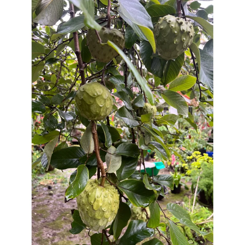 Custard Apple Plant Annona Cherimoya Tree – Tropical Live Plant 1-2 Ft Tall in Gallon Pot Custard Apple Plant Annona Cherimoya Tree – Tropical Live Plant 1-2 Ft Tall in Gallon Pot - Image 4