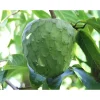 Custard Apple Plant Annona Cherimoya Tree – Tropical Live Plant 1-2 Ft Tall in Gallon Pot - Image 1