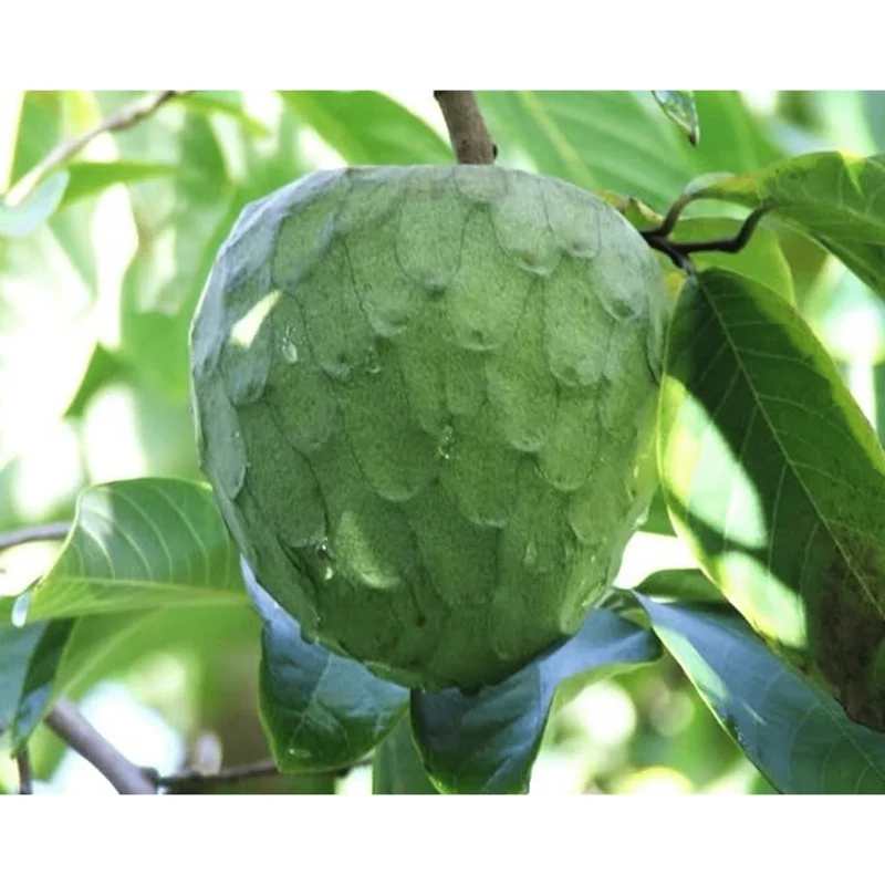 Custard Apple Plant Annona Cherimoya Tree – Tropical Live Plant 1-2 Ft Tall in Gallon Pot Custard Apple Plant Annona Cherimoya Tree – Tropical Live Plant 1-2 Ft Tall in Gallon Pot - Image 1