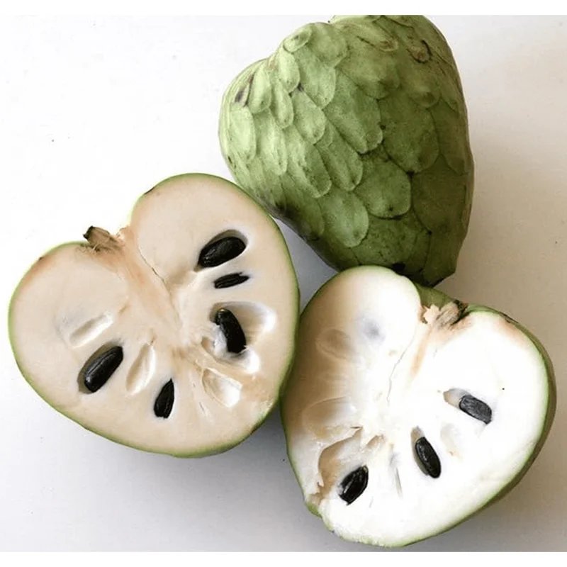 Custard Apple Plant Annona Cherimoya Tree – Tropical Live Plant 1-2 Ft Tall in Gallon Pot Custard Apple Plant Annona Cherimoya Tree – Tropical Live Plant 1-2 Ft Tall in Gallon Pot - Image 5