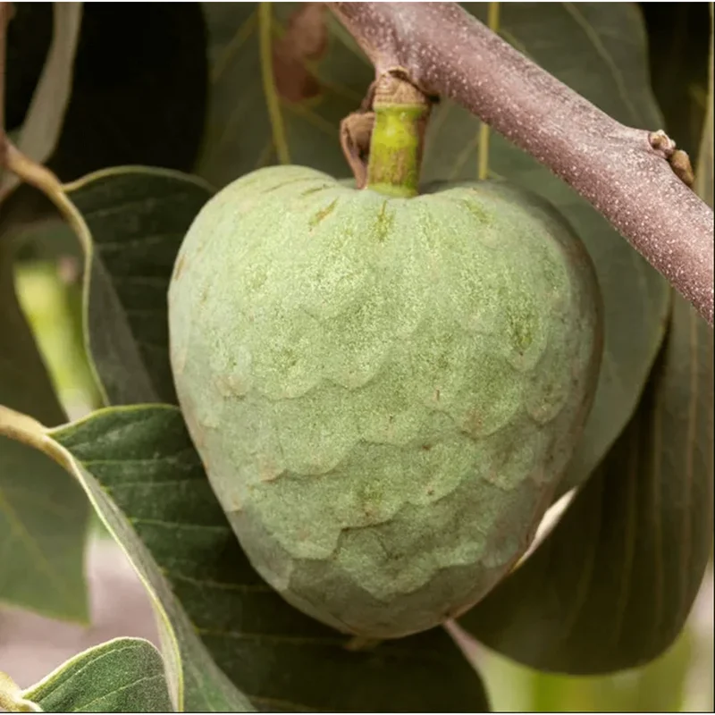 Custard Apple Plant Annona Cherimoya Tree – Tropical Live Plant 1-2 Ft Tall in Gallon Pot Custard Apple Plant Annona Cherimoya Tree – Tropical Live Plant 1-2 Ft Tall in Gallon Pot - Image 6