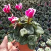 Cyclamen Live Plant - Flowering Pink Indoor Houseplant - 5 Inch Pot - Image 1