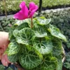 Cyclamen Live Plant - Flowering Purple Indoor Houseplant, 5 Inch Pot - Image 1