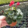 Cyclamen Live Plant – Flowering Red Houseplant – 5 inch Pot – Indoor Bloom Cyclamen Live Plant – Flowering Red Houseplant – 5 inch Pot – Indoor Bloom - Image 1