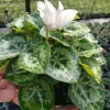 Cyclamen Live Plant – Flowering White Indoor Houseplant – 5 Inch Pot - Image 1