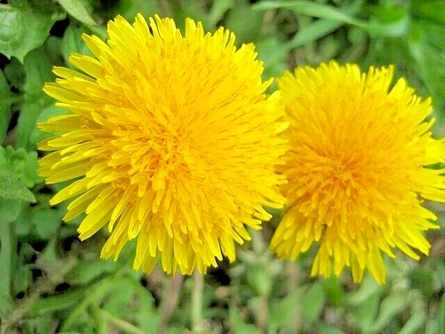 Dandelion Seeds - 1000 Count, Taraxacum Officinale Herb, Yellow Daisy, Easy Grow Perennial - Image 2
