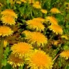 Dandelion Seeds - 1000 Count, Taraxacum Officinale Herb, Yellow Daisy, Easy Grow Perennial - Image 1