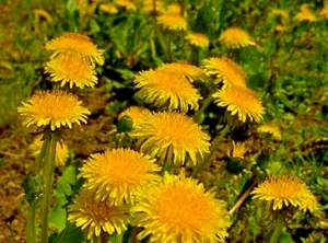 Dandelion Seeds - 1000 Count, Taraxacum Officinale Herb, Yellow Daisy, Easy Grow Perennial - Image 1